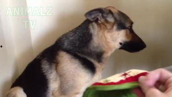 狗狗啪啪视频,揭秘萌宠啪啪生活片段