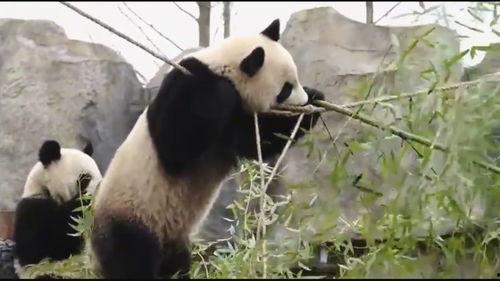 熊猫的视频,熊猫视频里的温馨日常
